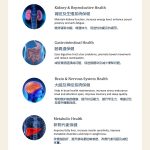 GNE | Gold Sea Cucumber Extract 天然黄金海参精华 - Image 6