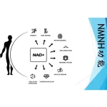 Bioline Active | NMNH | Slows down aging Improves focus and memory Fights fatigue energy metabolism - Image 6